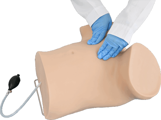 Gynecological Examination Model