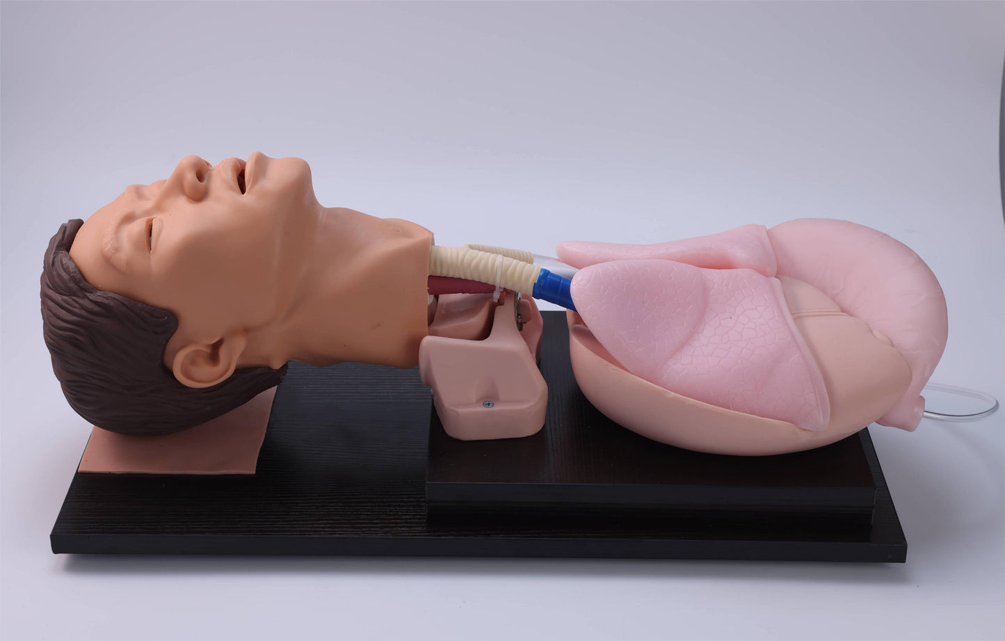 Adult Tracheal Intubation Training Model