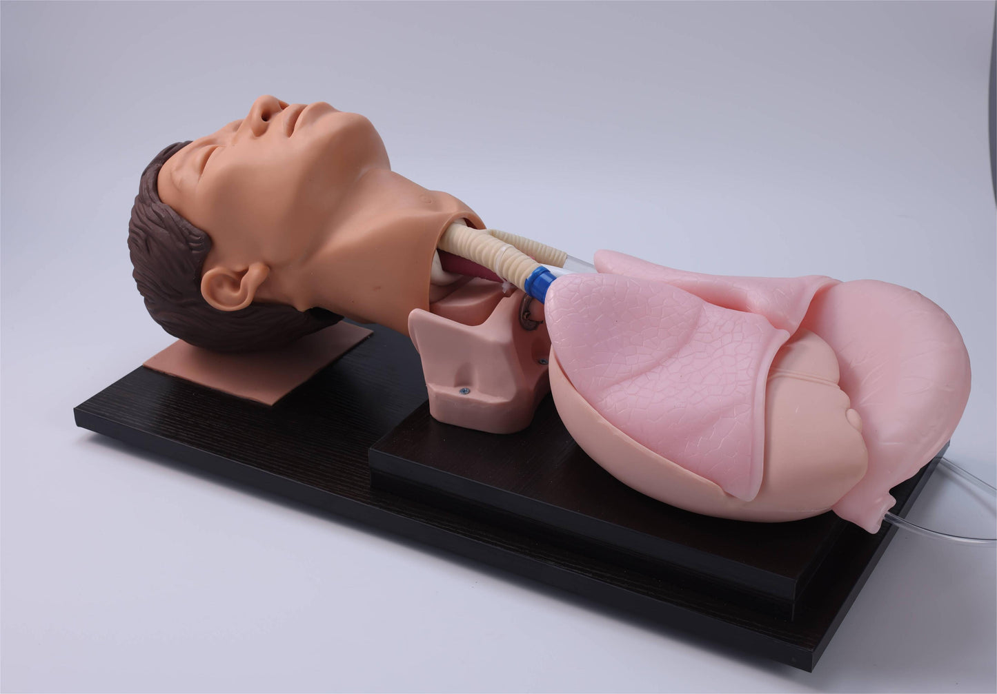 Adult Tracheal Intubation Training Model