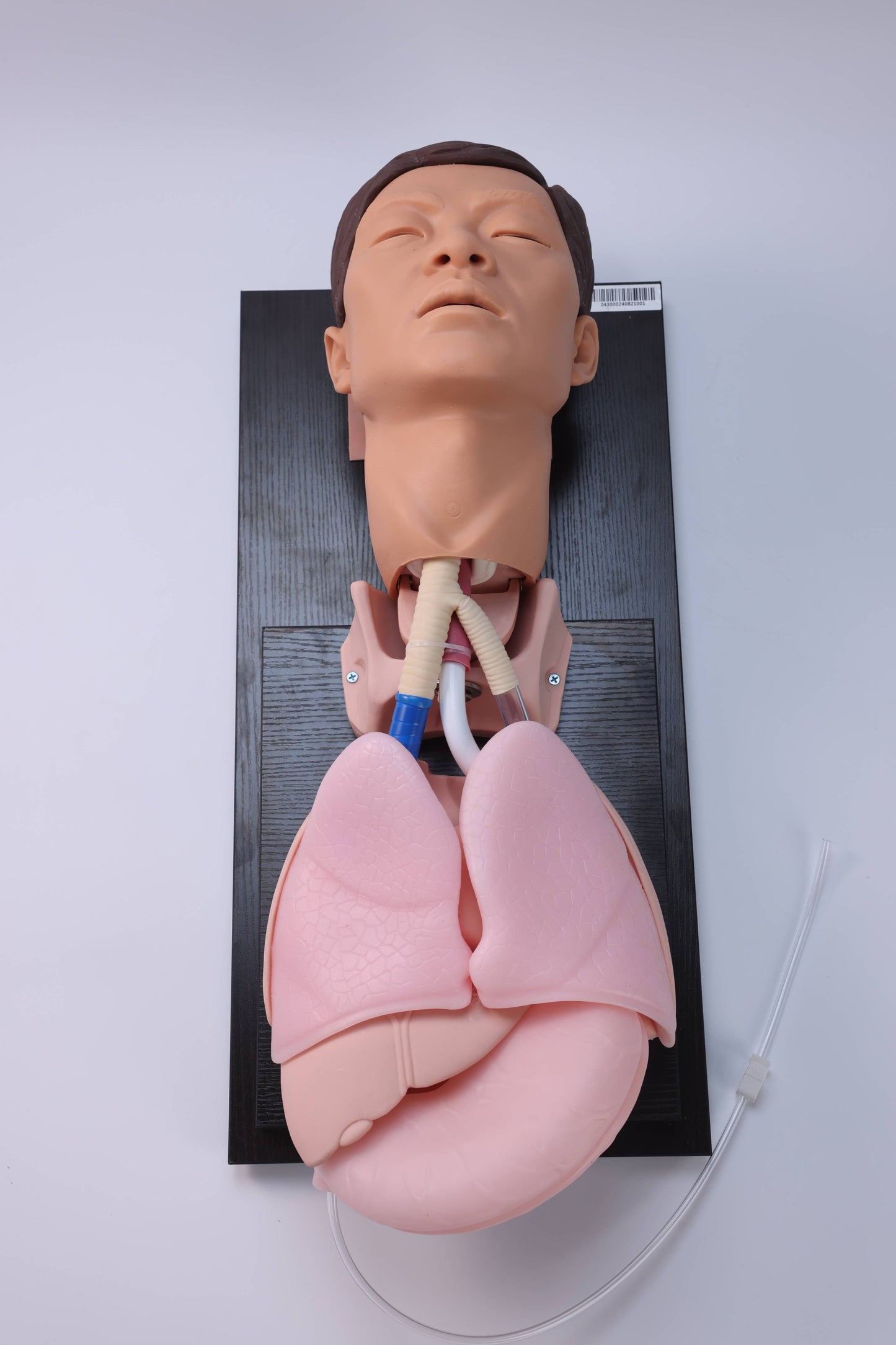 Adult Tracheal Intubation Training Model