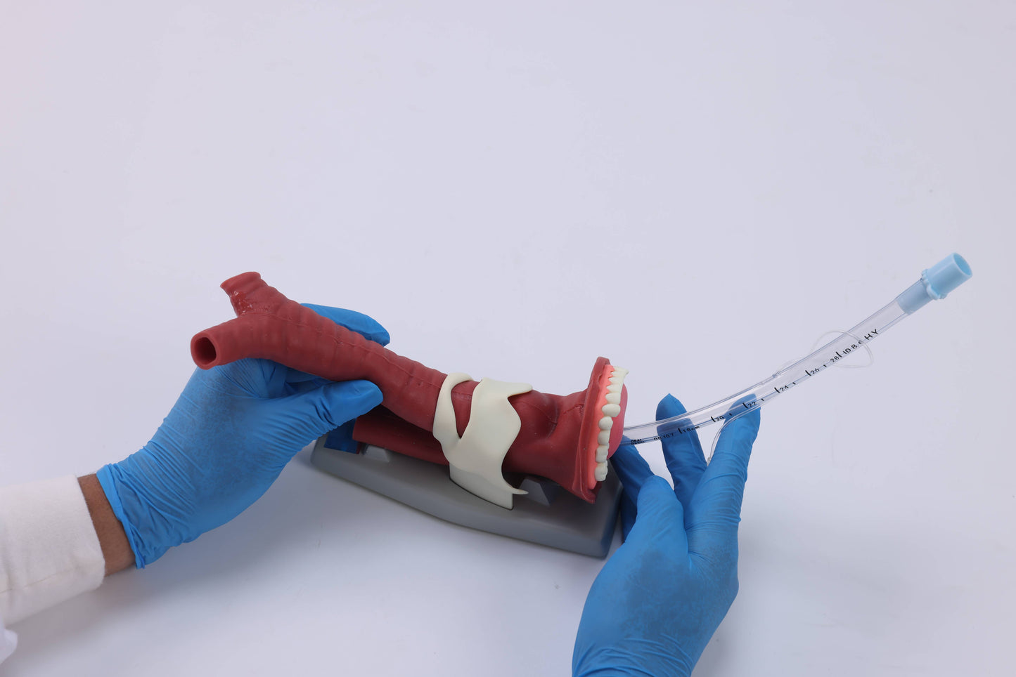 Oral Anatomie and Airway Demonstration Model