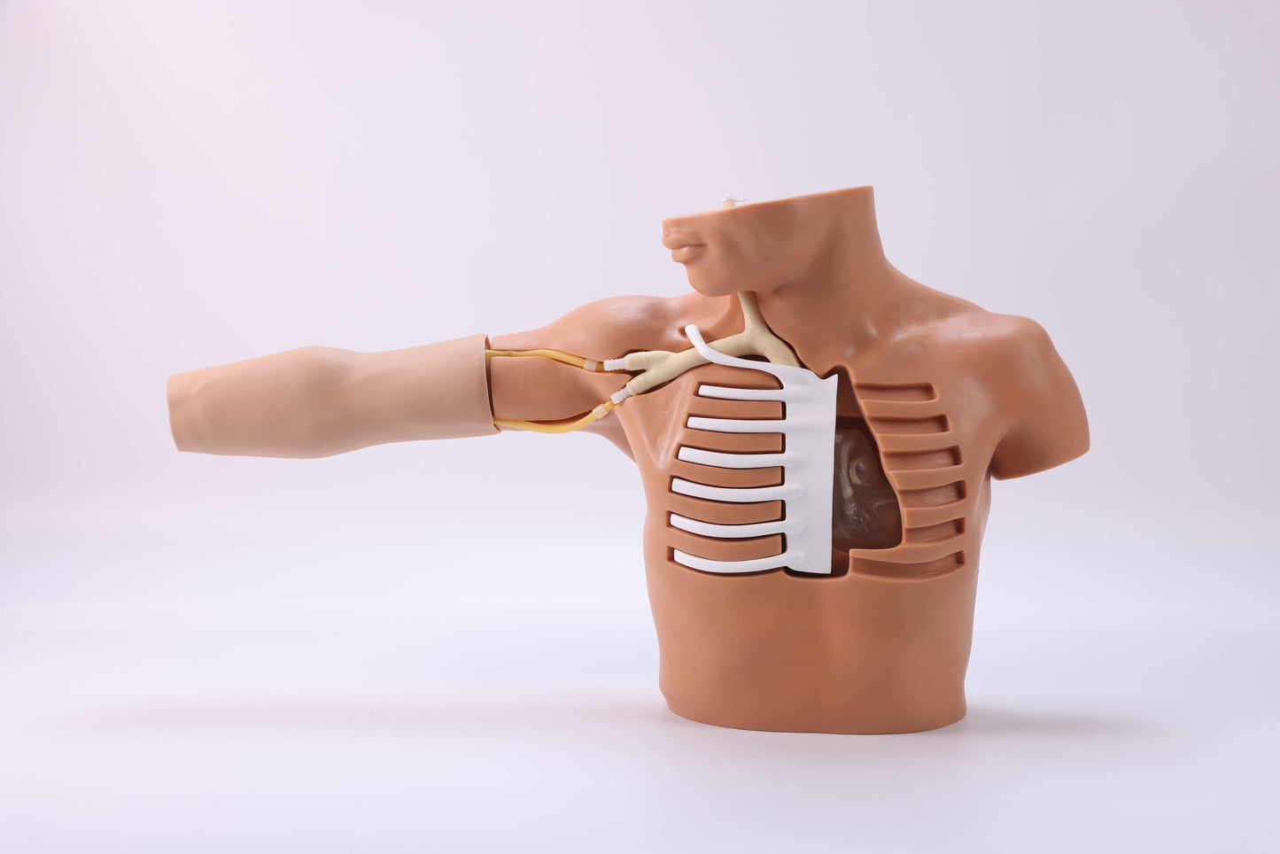 Peripheral Venous Puncture & Catheterization Model