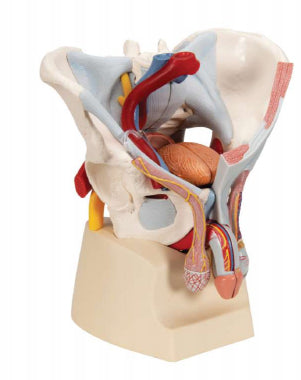 Anatomy Male Pelvis Luxury