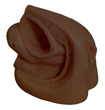 Female Urethral Catheterization Model