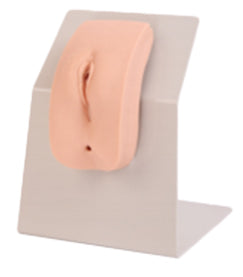 Female Urethral Catheterization Model