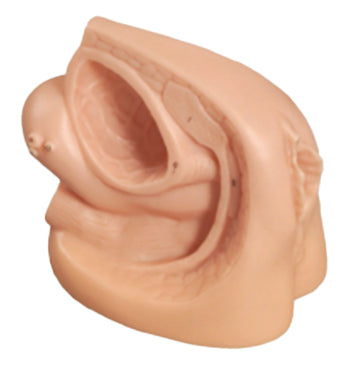 Female Urethral Catheterization Model