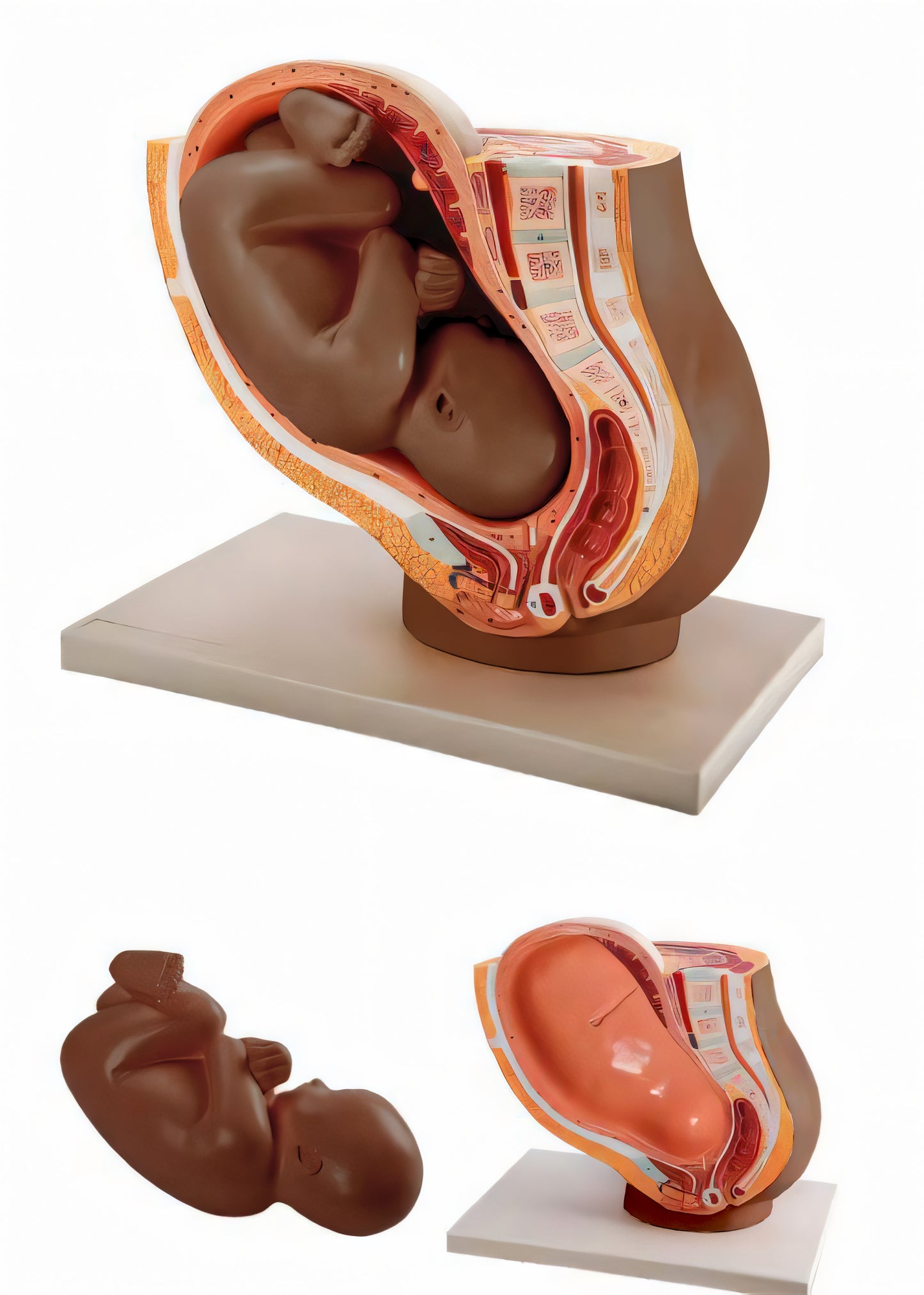 Foetal Development Model