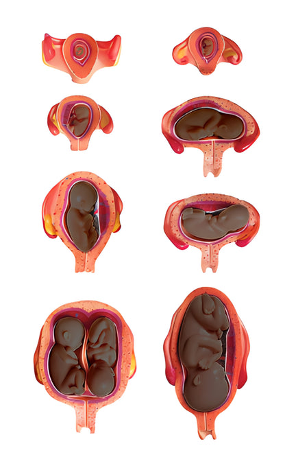 Foetal Development Model
