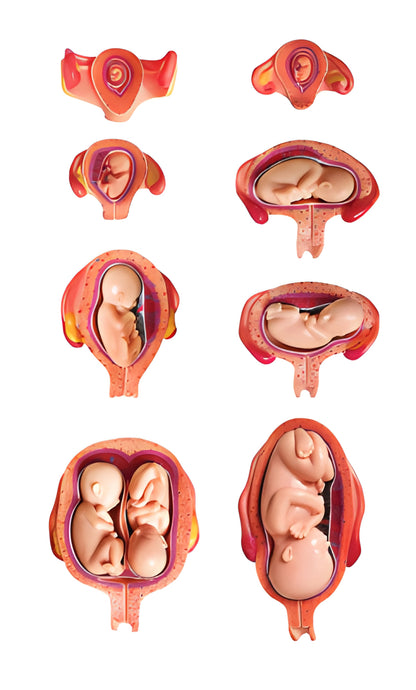 Foetal Development Model