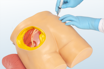 FREE SHIPPING:  Buttock Injection Model 【with Anatomical Structure】(MOQ 2 pcs)