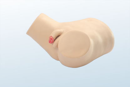 FREE SHIPPING:  Male Venereal Diseases Trainer (MOQ 1 pc)