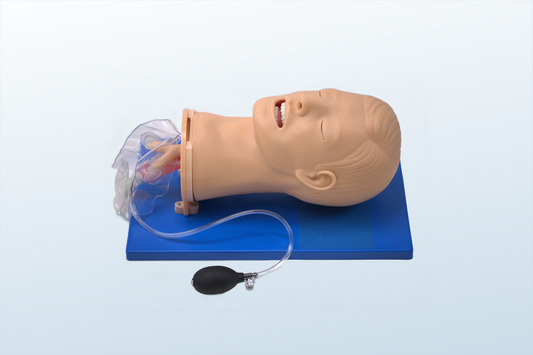 Advanced Adult Airway Management Model
