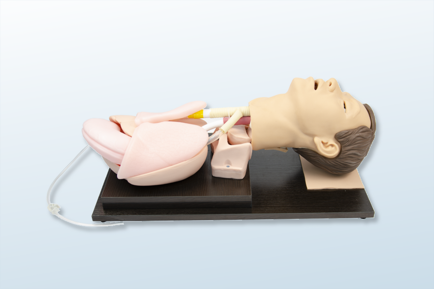 FREE SHIPPING: Adult Airway Management Model (MOQ 2 pcs)