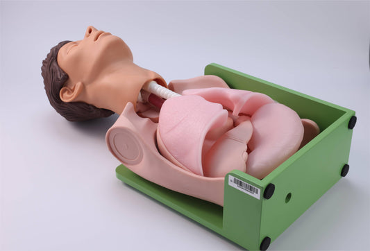 Gastric Lavage and Gastrointestinal Decompression Simulator