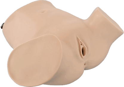 Gynecological Examination Model