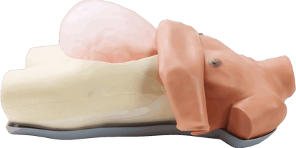 Obstetric  Examination  Manikin