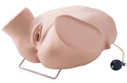 Four-step Palpation Training Model