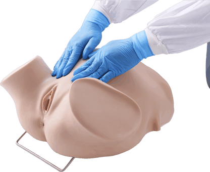 Four-step Palpation Training Model