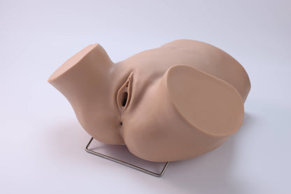 Diagnostic Curettage Training Model