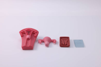 IUD Insertion and Removal Training Kit