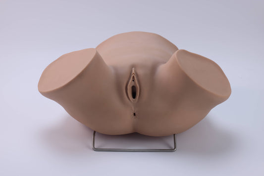 Posterior Fornix Puncture Training Model