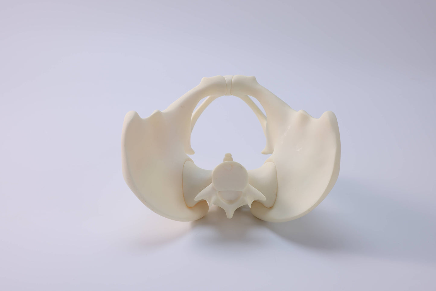 Male Pelvic Model