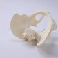 Male Pelvic Model