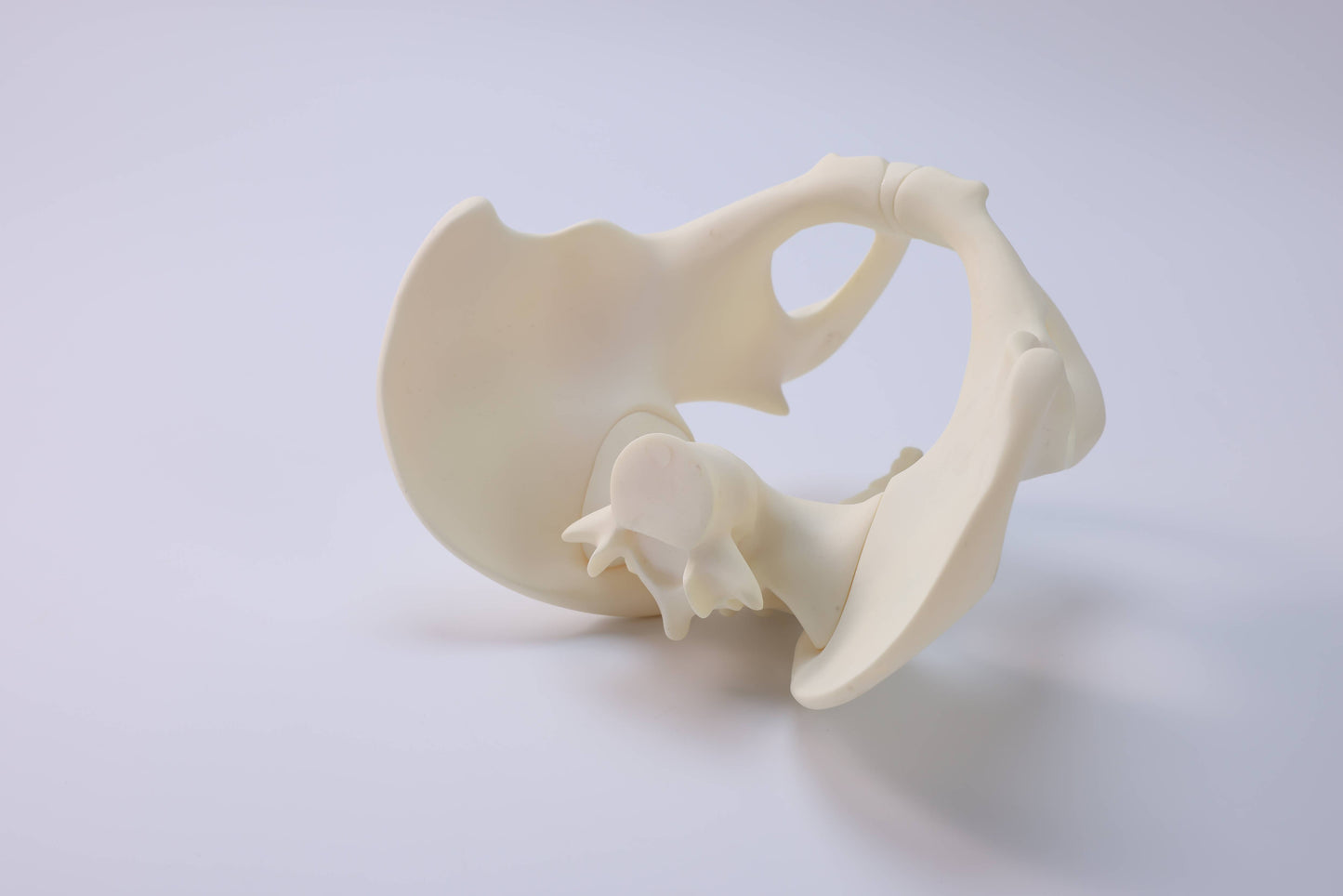 Male Pelvic Model