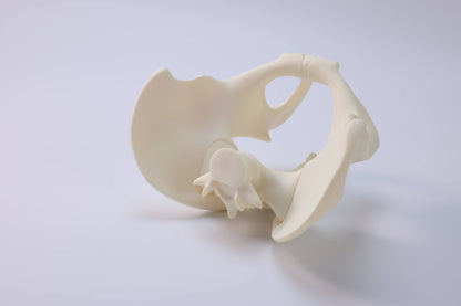 Male Pelvic Model