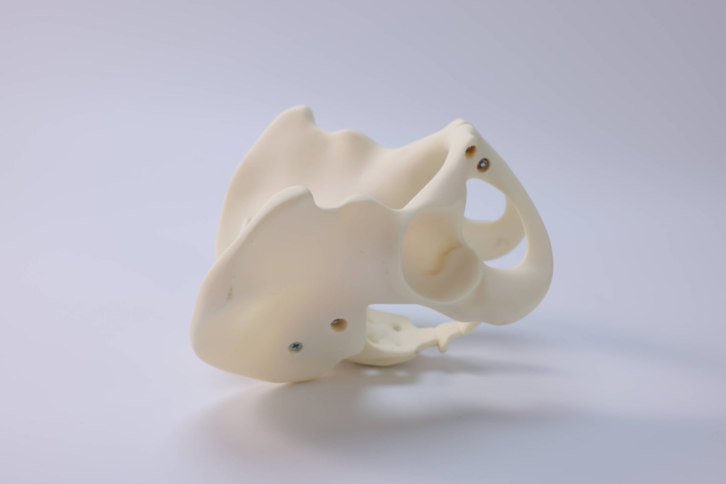 Male Pelvic Model