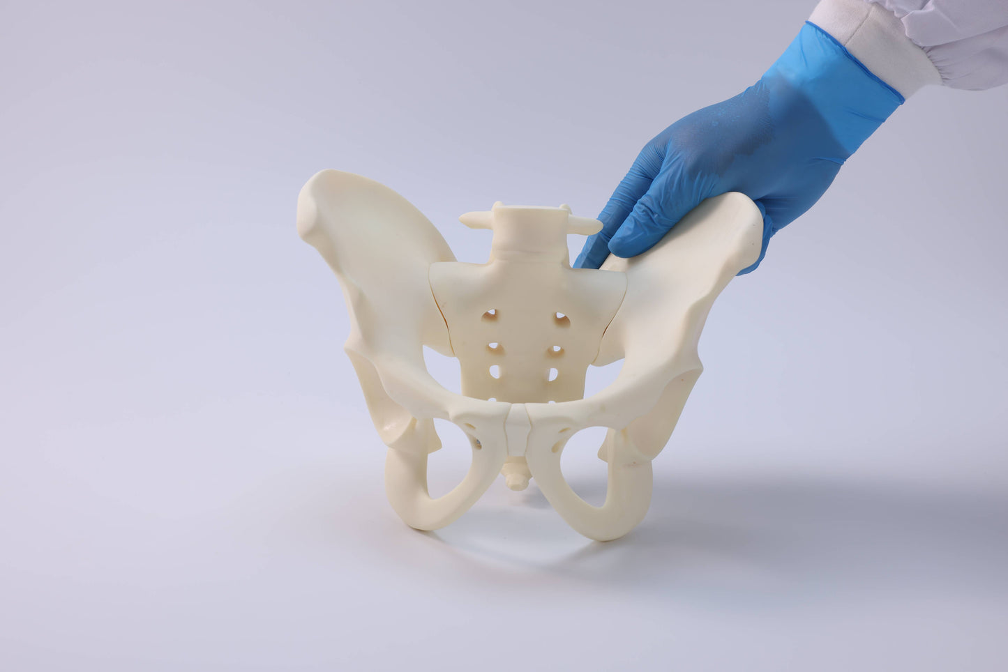 Male Pelvic Model