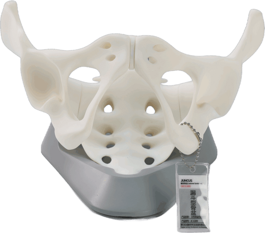 Pelvic Model Suits (5 in 1)
