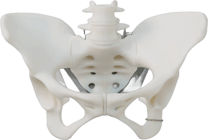 Pelvis and Fetus Training Suits