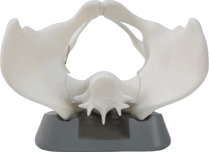 Pelvis and Fetus Training Suits