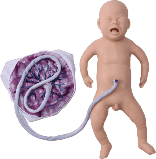 Pelvis and Fetus Training Suits