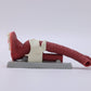 Oral Anatomie and Airway Demonstration Model