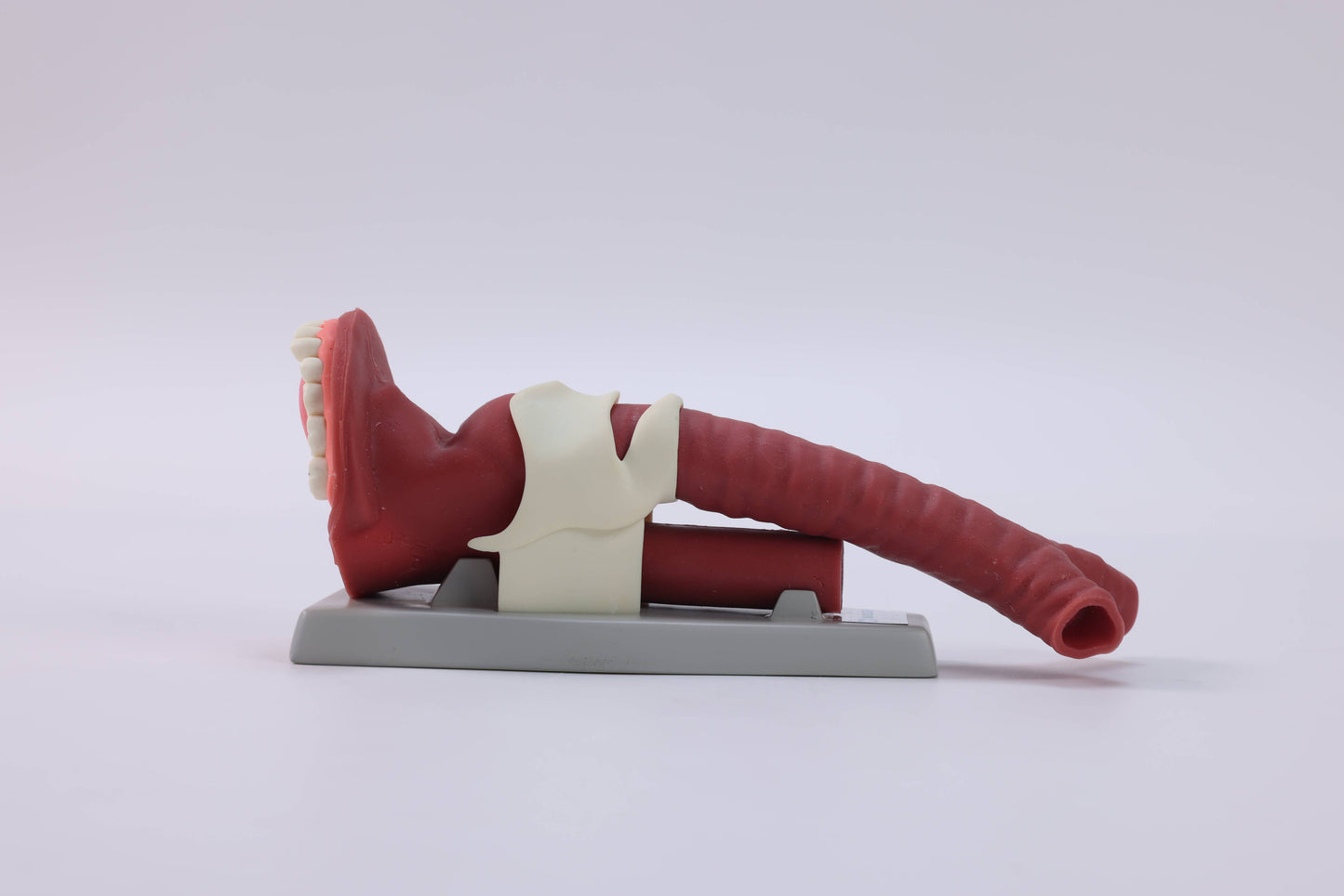 Oral Anatomie and Airway Demonstration Model