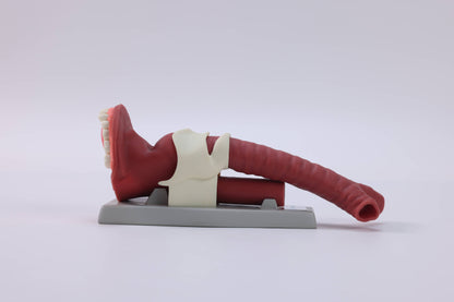 Oral Anatomie and Airway Demonstration Model