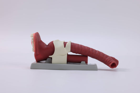 Oral Anatomie and Airway Demonstration Model