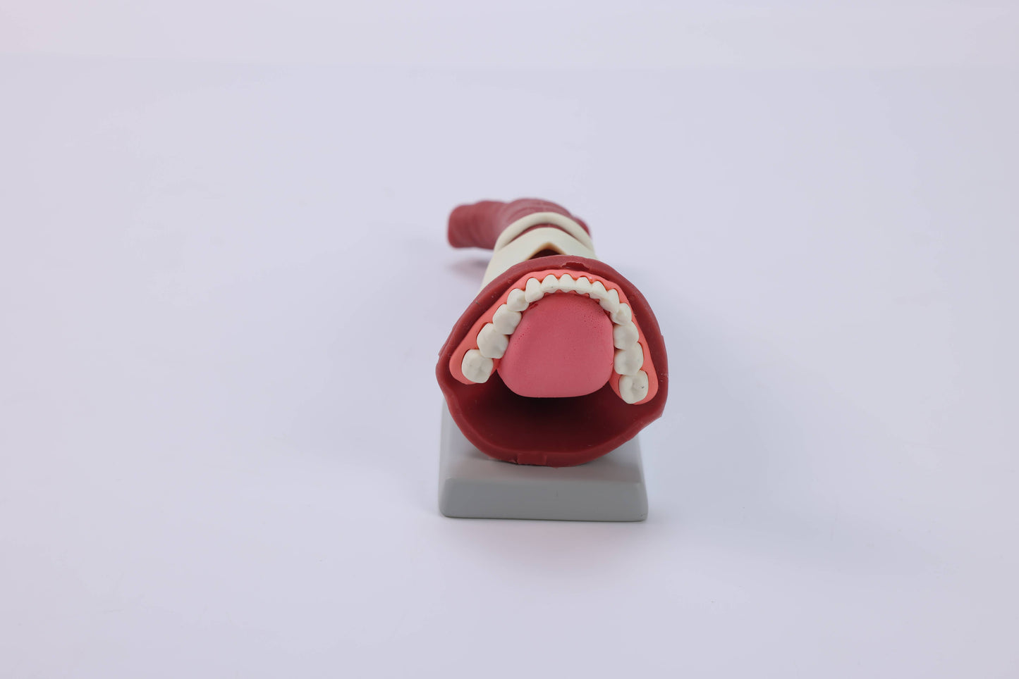 Oral Anatomie and Airway Demonstration Model
