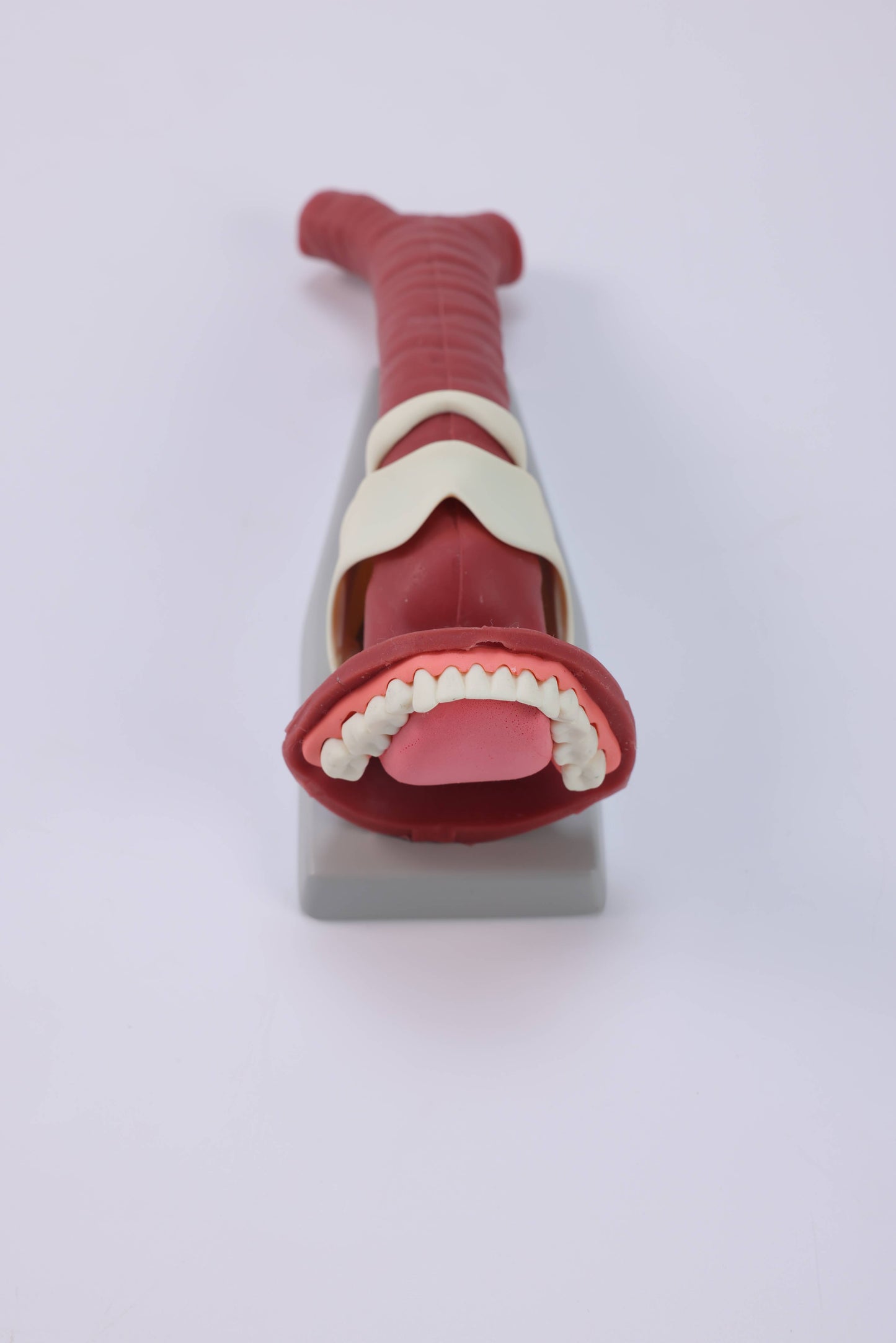 Oral Anatomie and Airway Demonstration Model