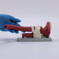 Oral Anatomie and Airway Demonstration Model