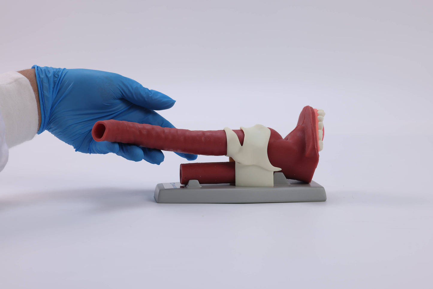 Oral Anatomie and Airway Demonstration Model