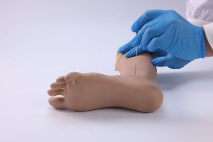 Foot and Ankle Joint Block  Model