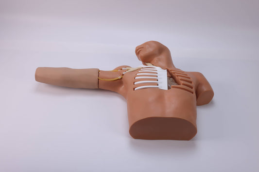 Peripheral Venous Puncture &amp; Catheterization Model