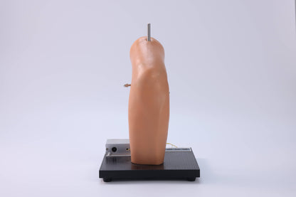 Elbow Joint Puncture Model