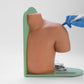 Shoulder Joint Puncture Model
