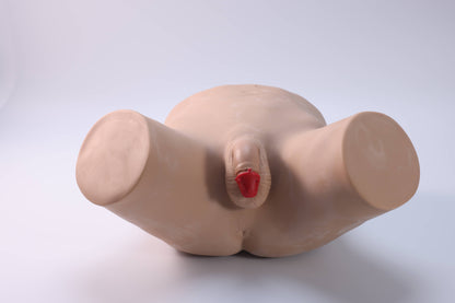 Male STD Examination Model