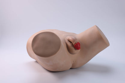 Male STD Examination Model