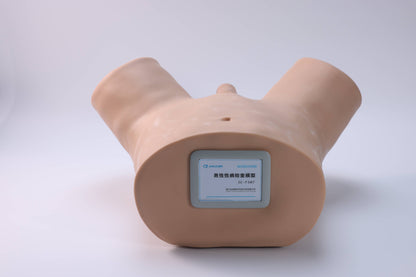 Male STD Examination Model